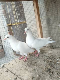 pure white pigeons
