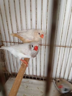 Mutation finches