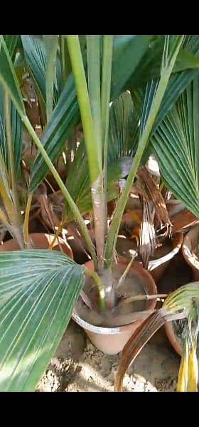 coconut tree for sale 4