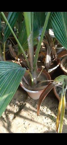 coconut tree for sale 6