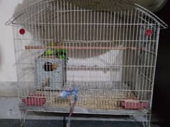 2 PAIR OF LOVE BIRDS WITH CAGE FOR SELL