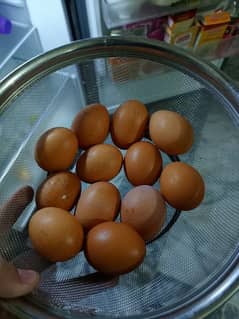 Gher Ky Desi Eggs For Sale
