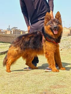 German Shepherd long coated mail  8 month for sale