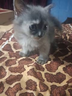 Gray Persian cat for sale