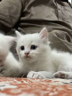Persian kitten doll face