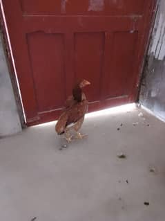 two aseel hens for sale 03110634919