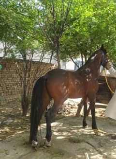 Fine thoroughbred Nezabazi horse for sale