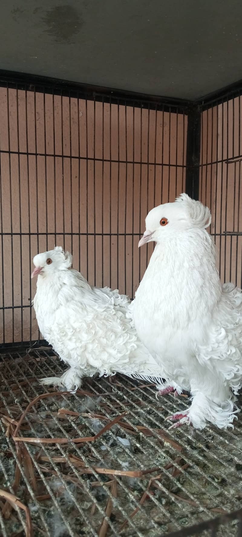 Frill back, Danish pigeons for sale 0