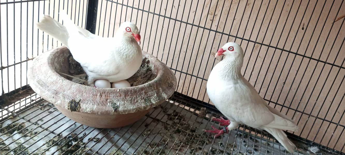 Frill back, Danish pigeons for sale 2