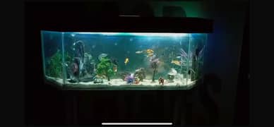 Beautiful Large Aquarium with fishes and equipment