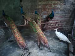 Male Peacocks. 4 to 10 Year's Age