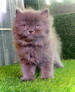 Triple coated Punched faces Gray and white persian kittens for sale