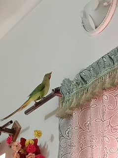 Female parrot
