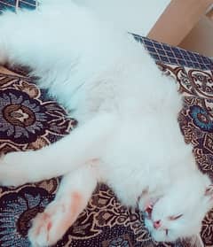 Kiten 8 month full trained white persain