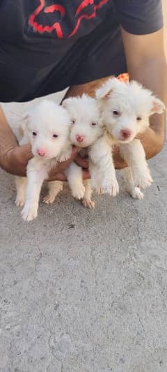 Russian & German Shepherd Pups for Sale