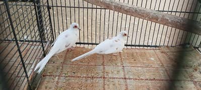 Red pied Dove's Top quality Babies Available pair is not for sale ok