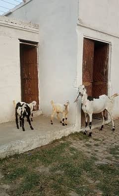 Big Size Goat With 3 Male kids