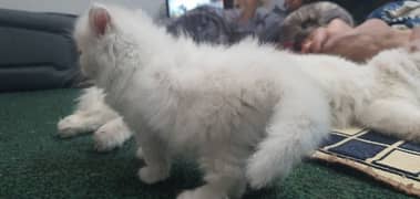 triple coat Persian cat