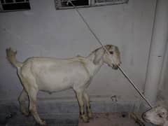 bakra 2 dant for sale healthy and act I