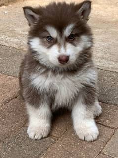 Siberian husky wolly coat puppies available