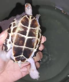 tutle healthy and active for sale