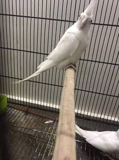 Beautiful Cocktails& Cage Breeder Pair Urgently for Sale.