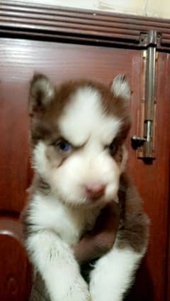 Siberian Husky puppy male white chocolate brown colour Blue Eyes