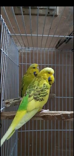 king size budgies
