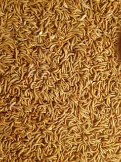 MEALWORMS AND FRASS IN CHEAPEST PRICE