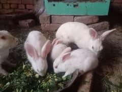 American baby rabbits pure white red eyes