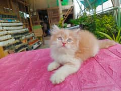 pure Persian Fluffy Kitten