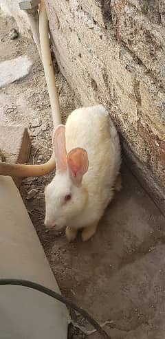 rabbits female breeder red eyes full white for WhatsApp 03269189860