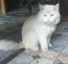 Persian Cat Up for Adoption
