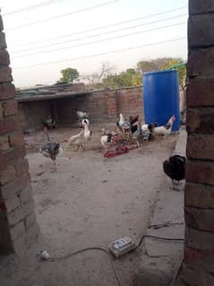 Desi home brieed