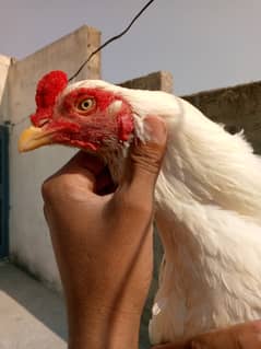 Heera male full paper white with guaranty hight quality bird available