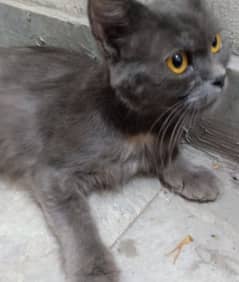 Rare Black persian  cat