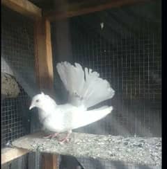 Lucky pigeon