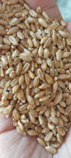گندم برائے فروخت دستیاب ہے Wheat for sale