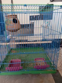 budgie parrot sale with handsome price 0