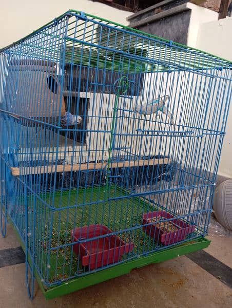 budgie parrot sale with handsome price 1