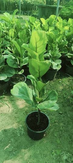 fiddle leaf fig tissue culture available for sale