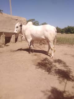 Home Breed Beautiful bull for sale