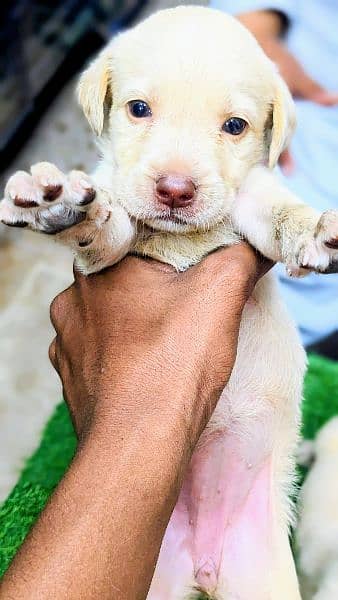 Lab pupps available at reasonable prices Cargo all Pakistan 1