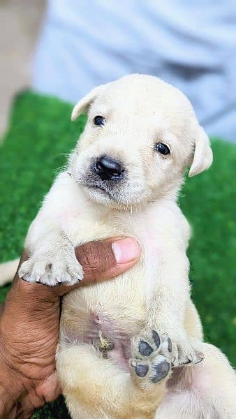 Lab pupps available at reasonable prices Cargo all Pakistan 2