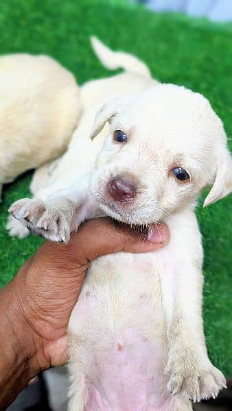 Lab pupps available at reasonable prices Cargo all Pakistan 3