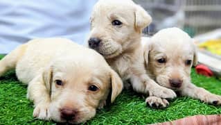 Lab pupps available at reasonable prices Cargo all Pakistan