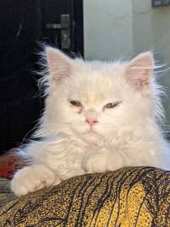Persion Cat, punch face, tripple coat. 03105676359