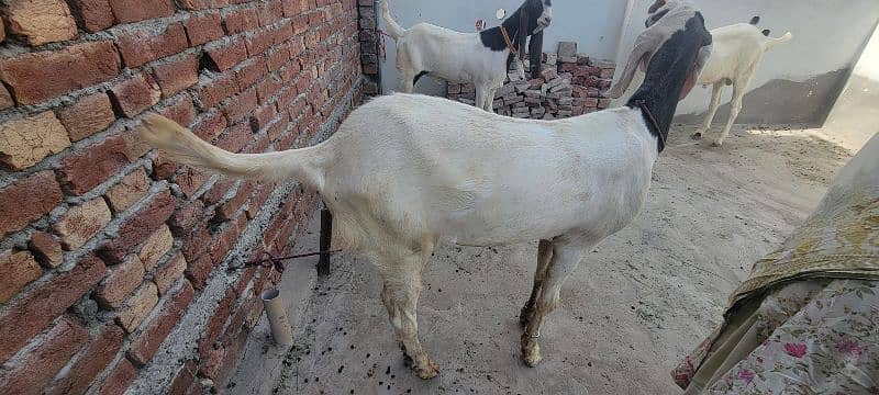 Heavy weight Bakray for Qurbani 0