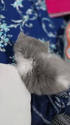Grey White Male Punch Face Persian Kitten