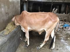 Cow (2 dant ka bachara)